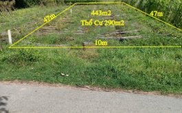Đất thổ cư mặt tiền đường nhựa rộng 6m ( 443m2 ) tại xã Thái Mỹ - Củ Chi - TPHCM 